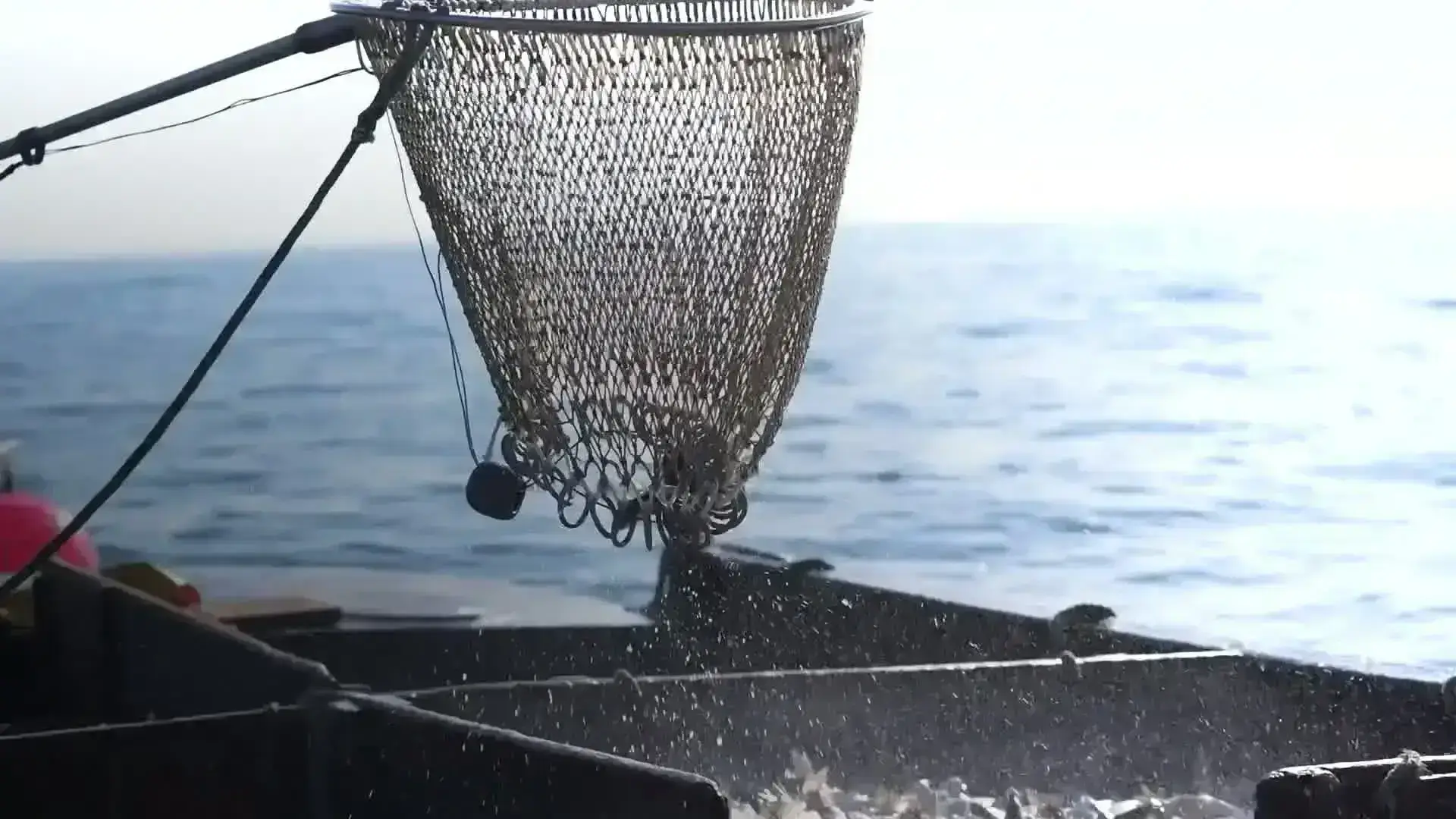 Fresh Seafood Delivered From Dock to Door